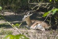 Goitered gazelle (Gazella subgutturosa) Royalty Free Stock Photo
