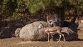 Goitered Gazelle Royalty Free Stock Photo