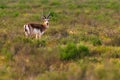 Goitered gazelle Jeyran in field. Wildlife nature reserve Royalty Free Stock Photo