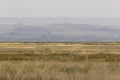 Goitered gazelle in Vashlovani national park of Georgia in semi-desert field Royalty Free Stock Photo