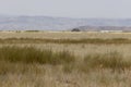 Goitered gazelle in Vashlovani national park of Georgia in semi-desert field Royalty Free Stock Photo