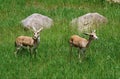 Goitered Gazells Positioned In A Meadow Royalty Free Stock Photo