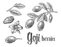 Goji berries on a branch. Vector black and white vintage engraving illustration.