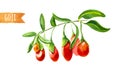 Goji berries on a branch, watercolor illustration