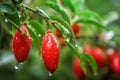 Goji berries fruit closeup. Generate Ai