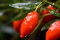 Goji berries fruit nature. Generate Ai