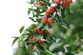 Goji Berries Growing