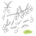 Goji berry hand drawn vector sketch colection: branch, leaf and berry.Healing tea and medical berry.