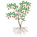 Goji berry plant with roots on white background.