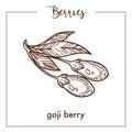 Goji berry on short stem with leaves monochrome sepia sketch
