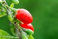 Goji berry