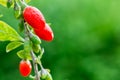 Goji berry