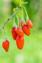 Goji berry, or wolfberry. Ripe berries on the twig. Anti aging fruit. Closeup. Lycium barbarum Royalty Free Stock Photo