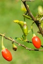 Goji berry, or wolfberry. Ripe berries on the twig. Anti aging fruit.