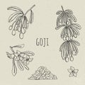 Goji on a branch hand drawn set. Collection blooming, dry berry.