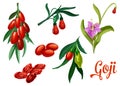 Goji plant with berry and flower, botanical design