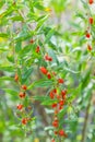 Goji plant