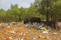 Black cows on the yellow earth against the background of green trees eat plastic trash, the