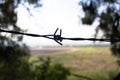 Golani, barbed wire on the minefield