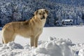 Golcuk Bolu Turkey, winter snow landscape and dog. Travel concept photo