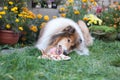 Gold adorable rough collie with long hair eating her birthday cake Royalty Free Stock Photo