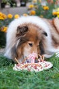 Gold adorable rough collie with long hair eating her birthday cake Royalty Free Stock Photo