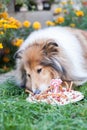 Gold adorable rough collie with long hair eating her birthday cake Royalty Free Stock Photo