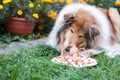 Gold adorable rough collie with long hair eating her birthday cake Royalty Free Stock Photo