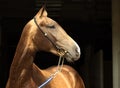 Gold Akhal-Teke horse portrait.  Stallion with traditional tack against a dark background Royalty Free Stock Photo