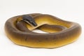 Gold Albertisi, white lipped python snake (Leiopython albertisi) isolated on white background Royalty Free Stock Photo