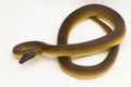 Gold Albertisi, white lipped python snake (Leiopython albertisi) isolated on white background Royalty Free Stock Photo