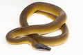 Gold Albertisi, white lipped python snake (Leiopython albertisi) isolated on white background Royalty Free Stock Photo