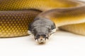 Gold Albertisi, white lipped python snake (Leiopython albertisi) isolated on white background Royalty Free Stock Photo