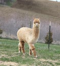 Gold alpaca walking