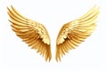 gold angel wings on a white background