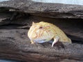 Gold Argentina Horned frog Royalty Free Stock Photo