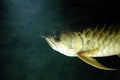 Gold Arowana underwater