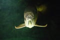 Gold Arowana underwater