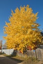 Gold aspen