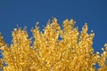 Gold aspen