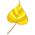 Gold aspen autumn leaf isolated on white background Royalty Free Stock Photo