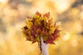 Gold autumn atmosphere. Bouquet of yellow, red and orange maple leaves in female hand in the forest blur background Royalty Free Stock Photo