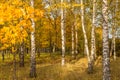 Gold Autumn. Beautiful trees in the forest, park landscape Royalty Free Stock Photo