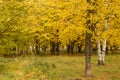 Autumn. Gold Trees and leaves in a park Royalty Free Stock Photo