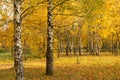 Autumn. Gold Trees in a park Royalty Free Stock Photo