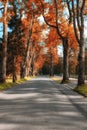 Gold Autumn in the city park. Royalty Free Stock Photo