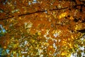 Gold autumn. Crown of a tree with yellow leaves