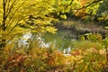 Gold autumn and forest lake Royalty Free Stock Photo