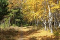 Gold autumn landscape - path in a mixed forest