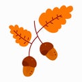 Gold autumn leaves and acorns on oak tree branch. Flat vector illustration isolated on white background Royalty Free Stock Photo